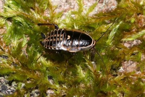 Réf. 203 205 : Ectobius lucidus